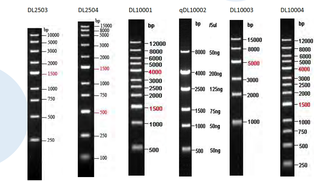 50次 80 2,精准分离鉴定系列dna marker: 编 号 范围/bp(条带数) 次数